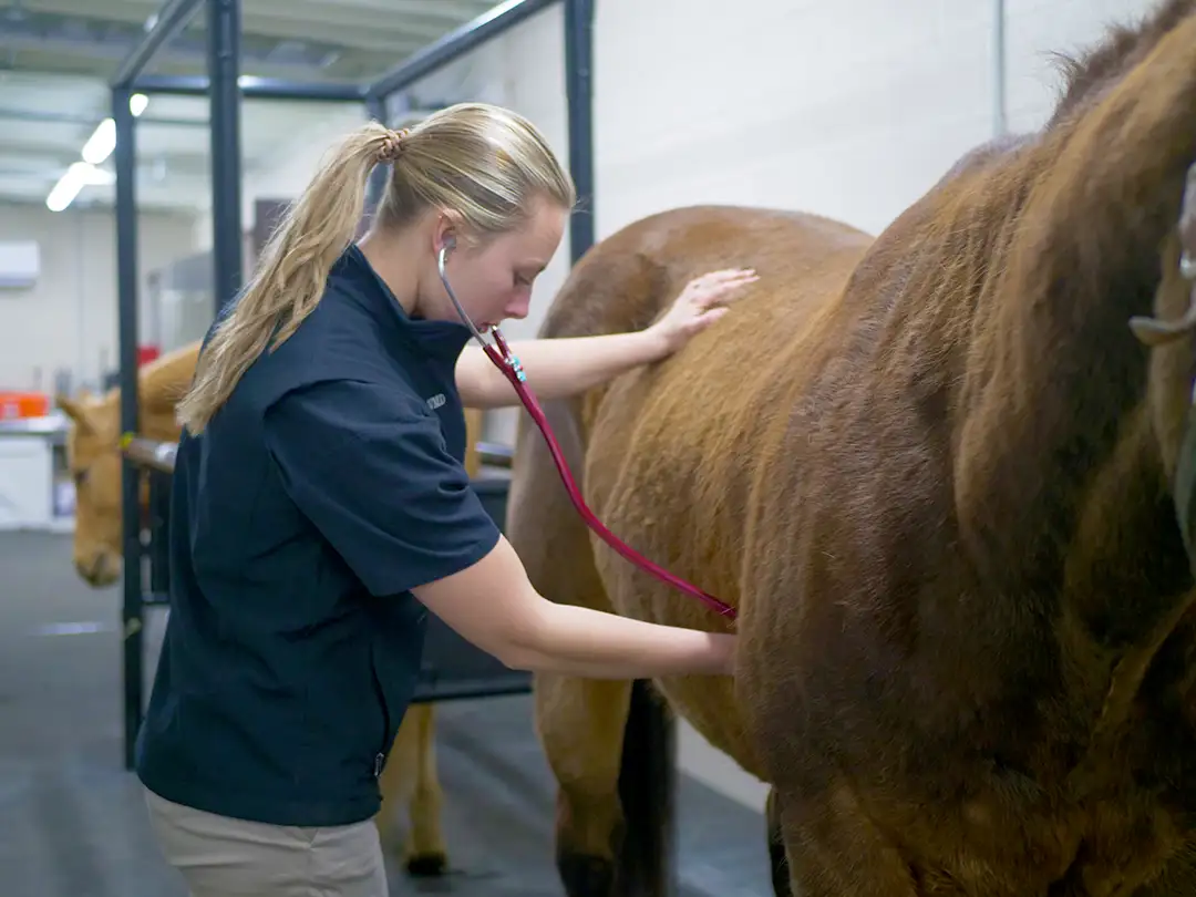 A Cambria Veterinary Care veterinarian examining a horse
