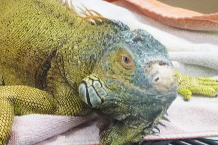Exotic Pet Boarding