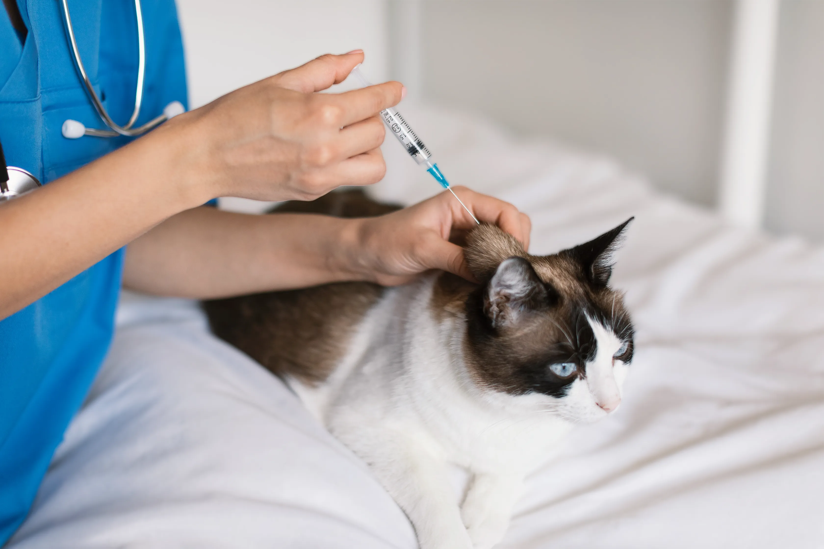 A cat getting its yearly vaccine