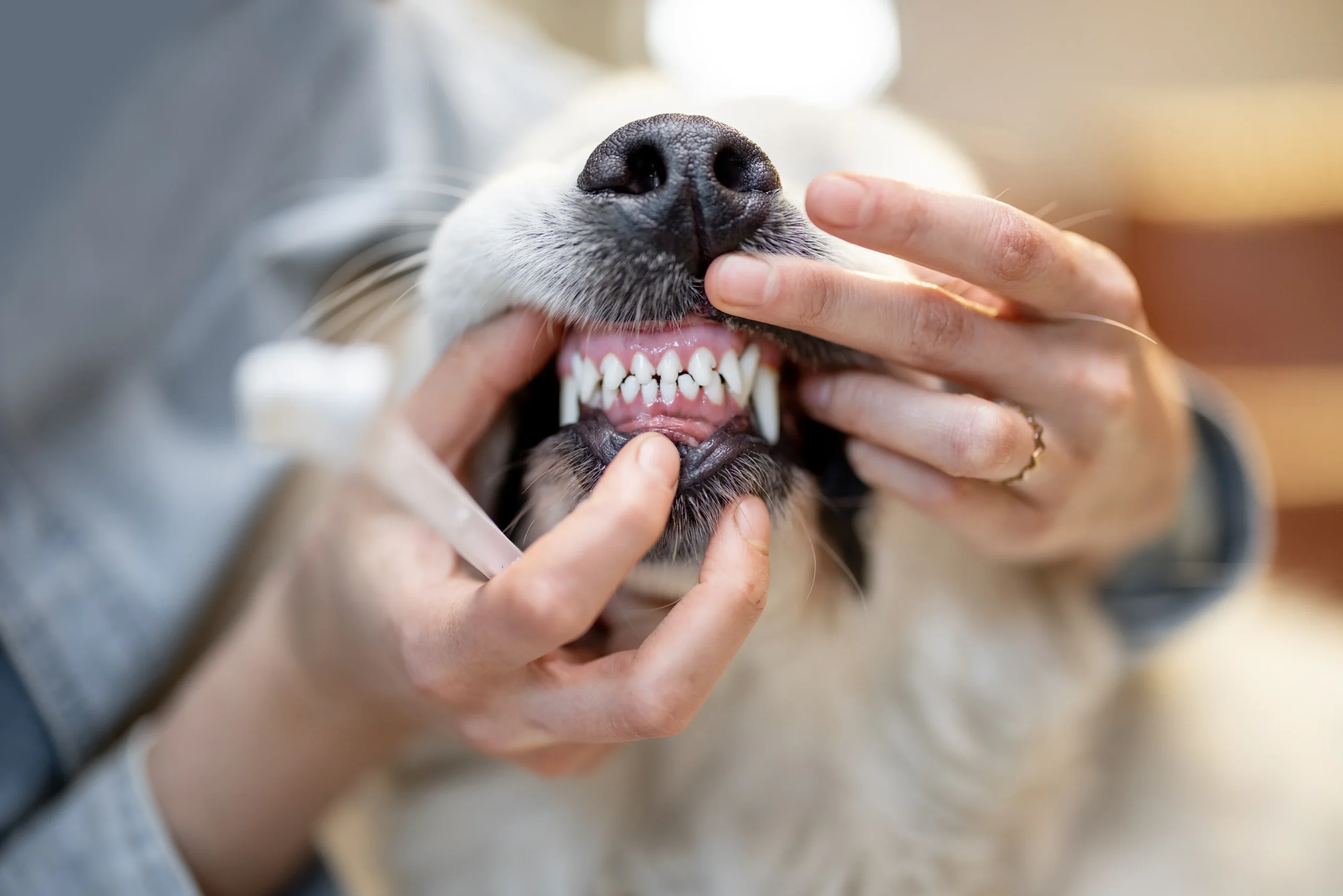 Brushing your Pet's Teeth